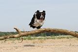 BORDER COLLIE 483